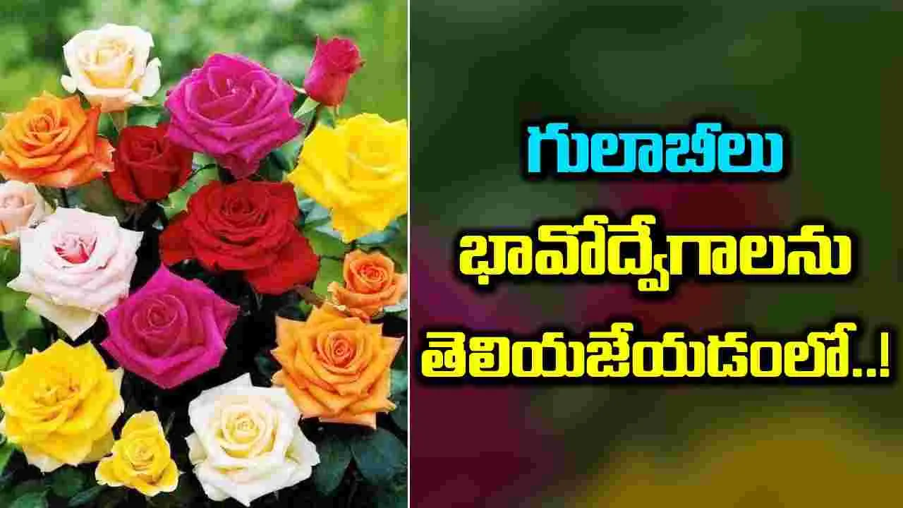 Rose Day 2024: వాలెంటైన్స్ డే కి గులాబీలకు ఏంటి సంబంధం..!