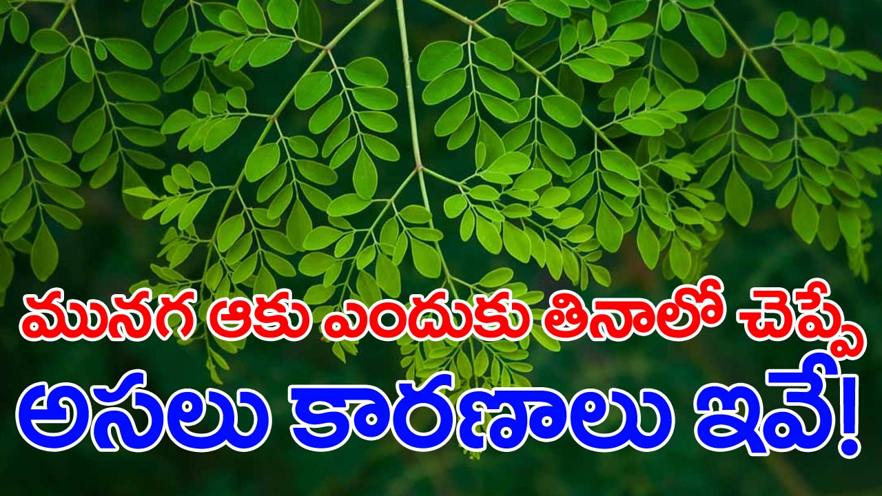 Moringa: ములక్కాడల గురించి కాదు.. మునగాకు గురించి ఈ నిజాలు  తెలుసా?