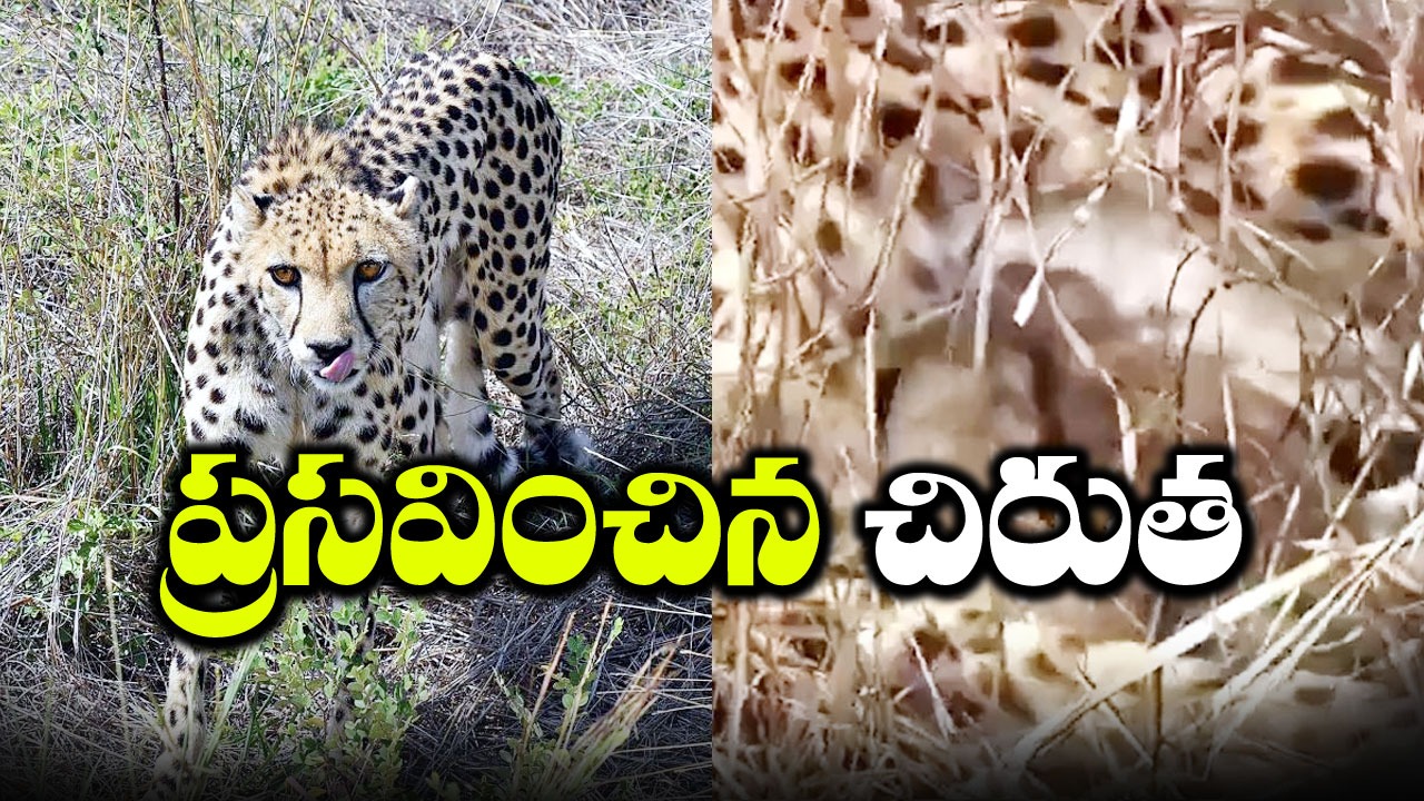 Cheetah: మూడు పిల్లలకు జన్మనిచ్చిన నమీబియా చిరుత.. వీడియో ఇదిగో!