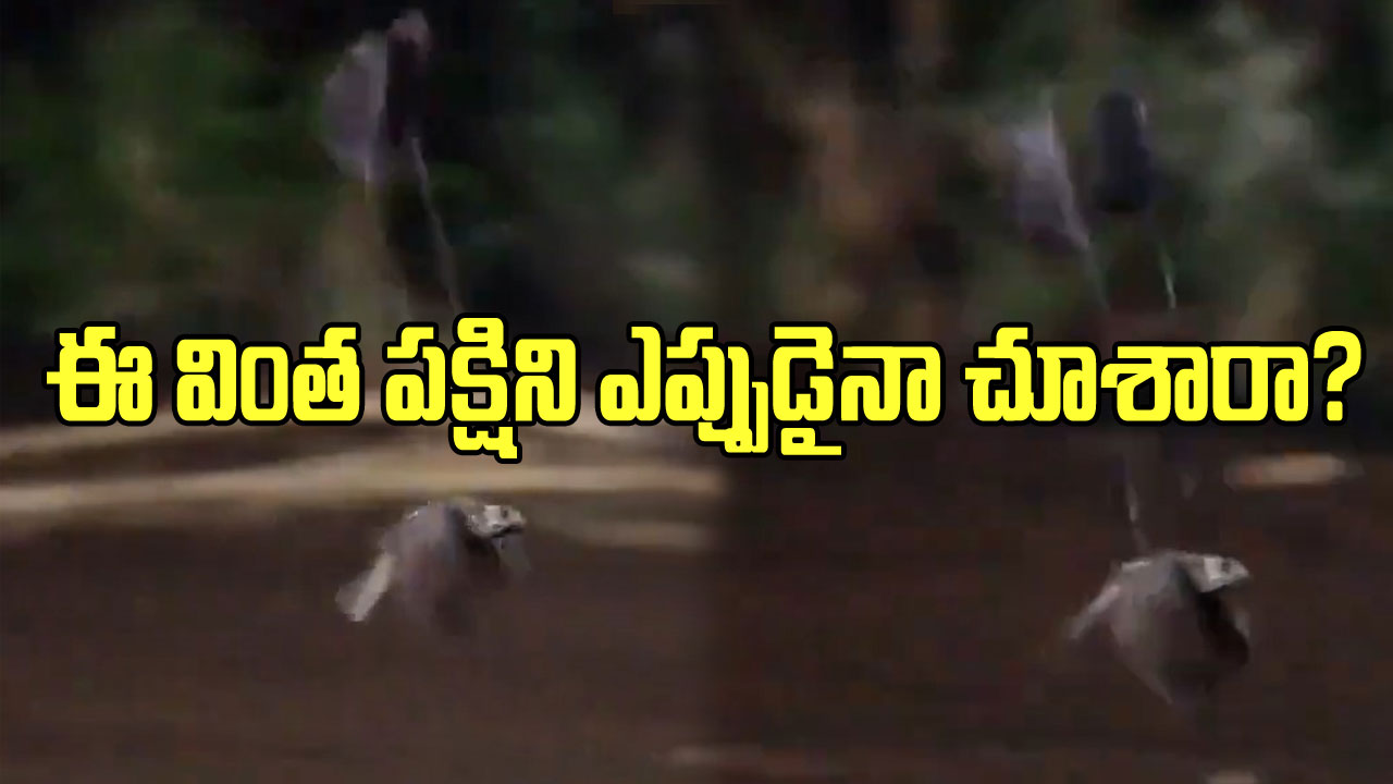 Viral Video: గాలిలో చక్కర్లు కొడుతున్న పక్షిని చూసి అవాక్కవుతున్న నెటిజన్లు.. దీని రెక్కలు చూస్తే..!