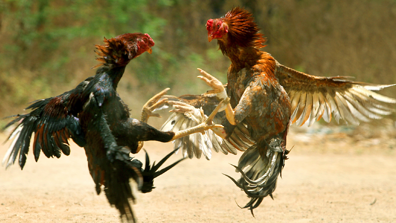 Cockfight: వైసీపీ నేతల కనుసన్నల్లోనే కోడి పందేలు.. పోలీసుల ప్రేక్షక పాత్ర 