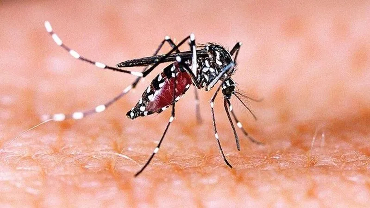 Dengue: కర్నూలు జిల్లా: ఎమ్మిగనూరులో డెంగ్యూ కలకలం