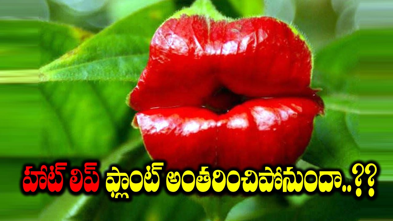 Hooker's Lips Plant: అంతరించిపోయే ప్రమాదంలో అరుదైన మొక్క...!!