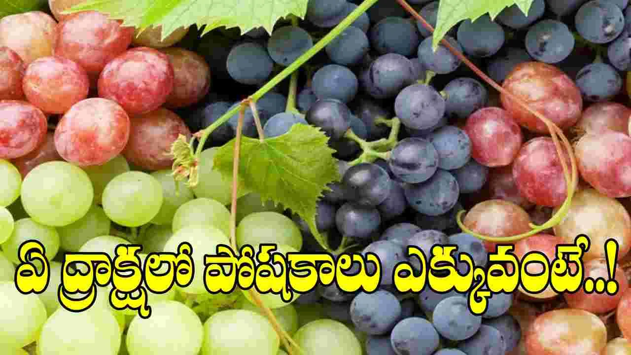 Grapes: నలుపు Vs ఎరుపు Vs ఆకుపచ్చ.. ఏ ద్రాక్షలో పోషకాలు ఎక్కువ? ఆరోగ్యానికి ఏది మేలంటే..!