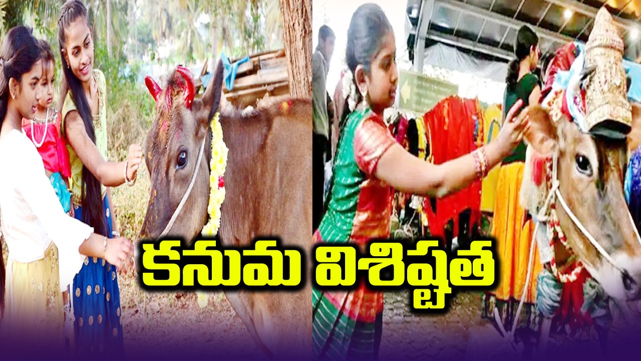 Kanuma: కనుమ విశిష్టత ఇదే..! అందుకే పశువులను పూజిస్తారు..?