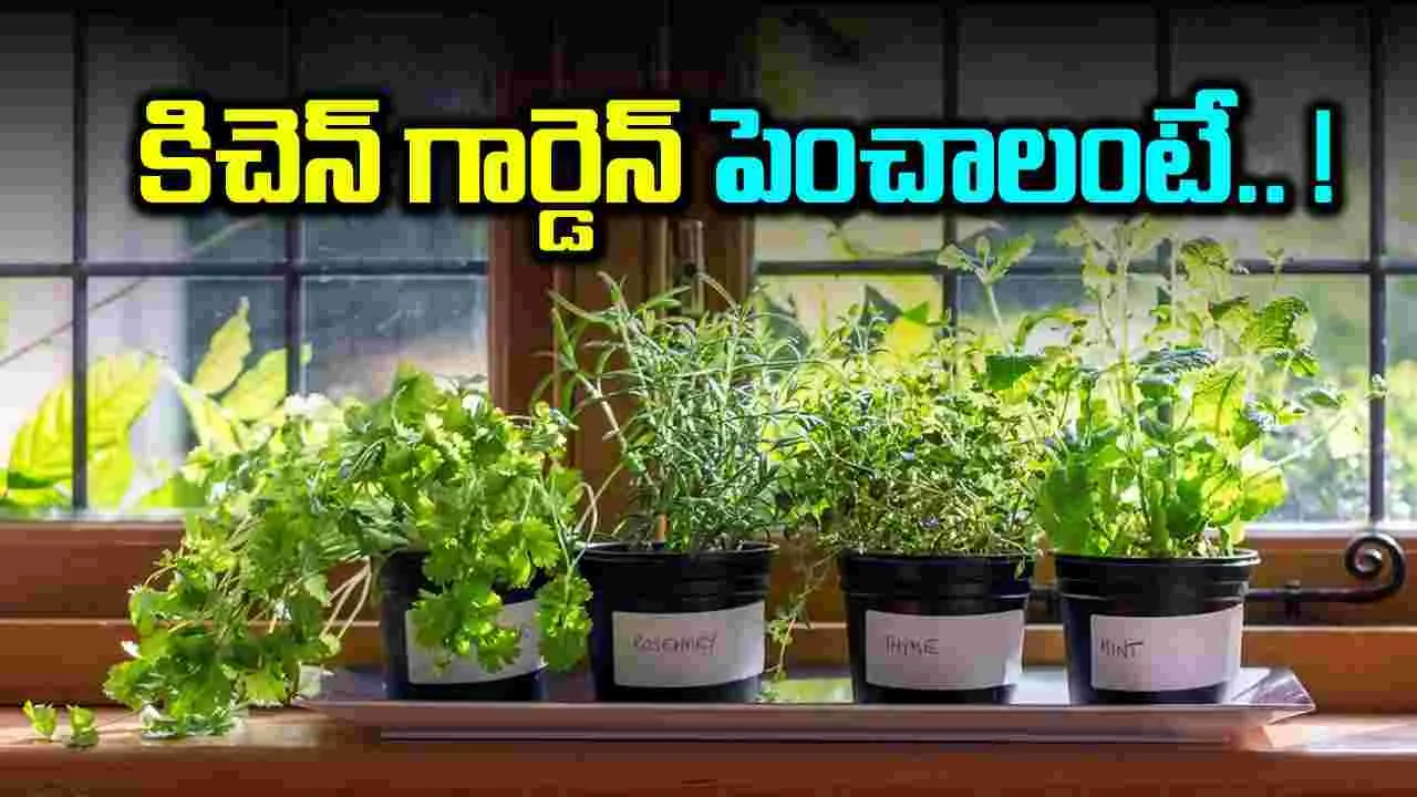 kitchen garden : కిచెన్ గార్డెన్‌లో పెంచేందుకు అనువైన మొక్కలలో ఇవి ... !