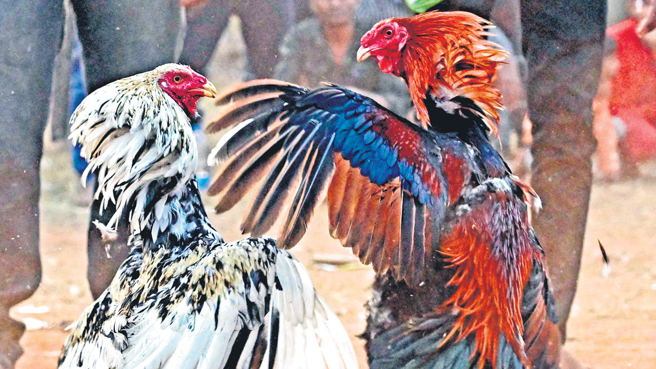 Chicken Races Small కోడి పందేలు ఆపండి | Stop the chicken race