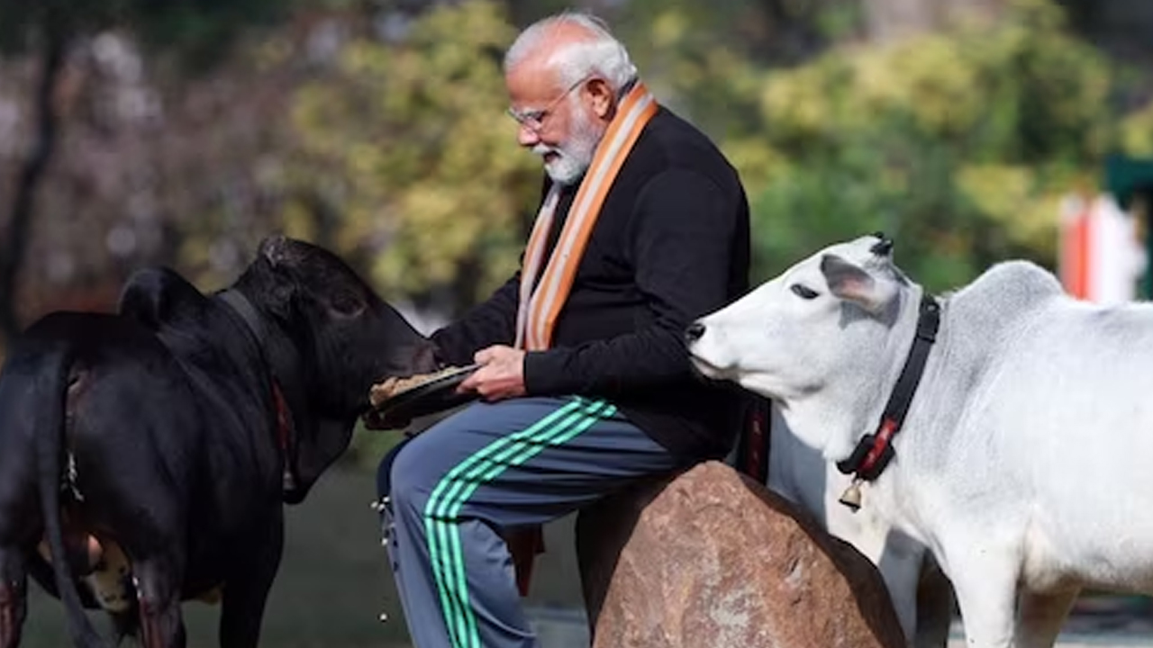 PM Modi: పుంగనూరు ఆవుల్ని పెంచుకుంటున్న మోదీ.. వాటి విశేషాలివే 