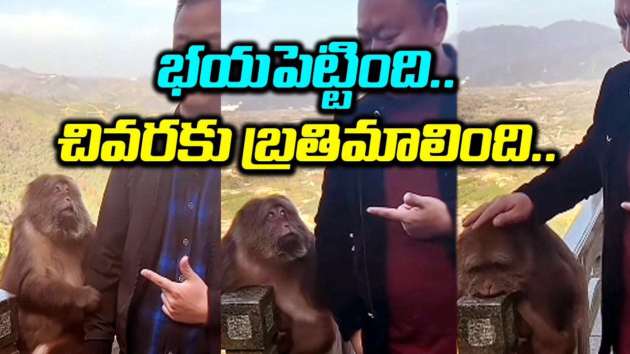 Viral Video: భయపెట్టాలని చూసిన కోతి.. అయినా చలించని వ్యక్తి.. చివరకు ఏమైందో మీరే చూడండి.. 