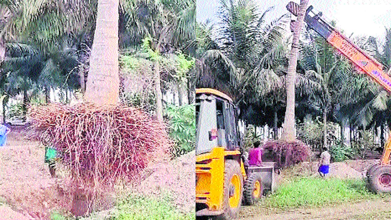 Chennai: కొబ్బరి చెట్లను వేళ్లతో పెకలించి.. మరో చోట నాటిన రైతు ...