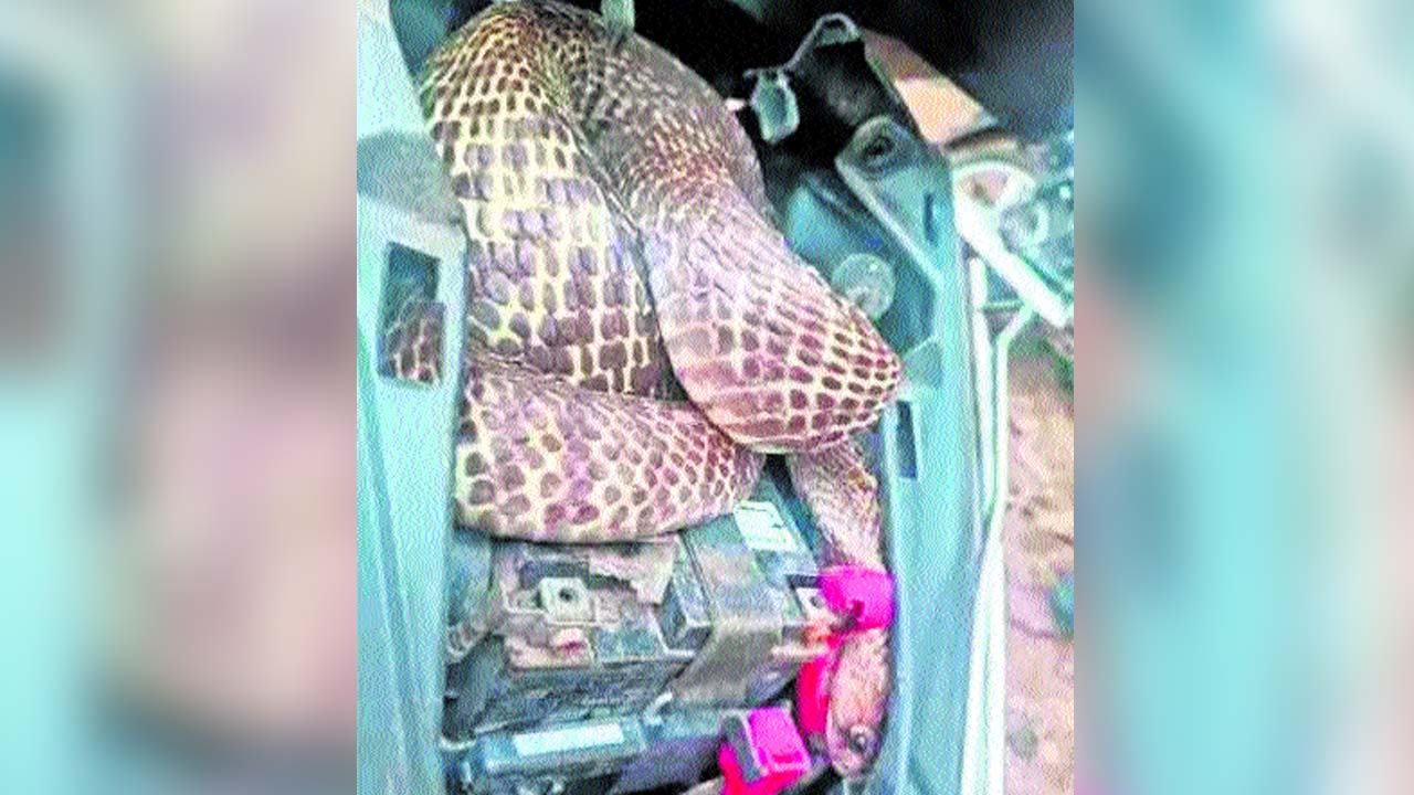 Snake: వామ్మో.. పాము ద్విచక్రవాహనంలోకి ఎలా దూరిందో చూడండి