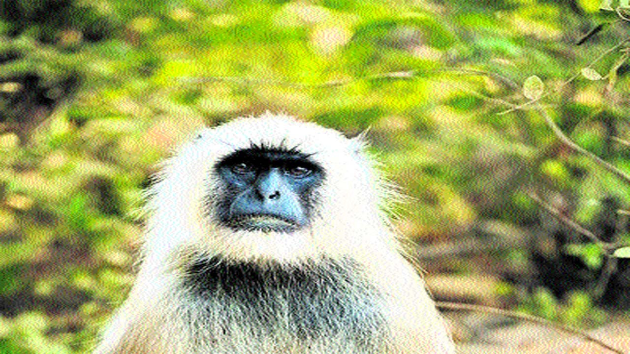  Zoo Park: జూ నుంచి అదృశ్యమైన హనుమాన్‌ వానరాలు