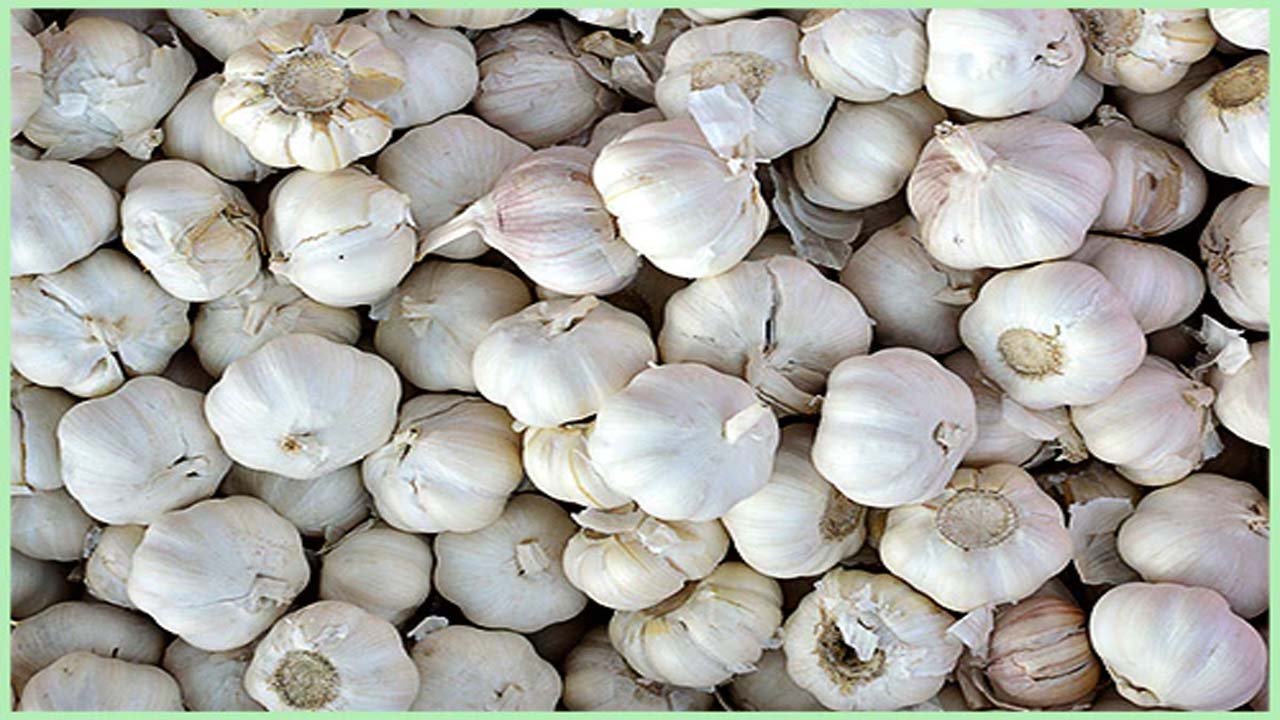 Garlic: వామ్మో వెల్లుల్లి.. కిలో రూ.400 దాటేసిందిగా..