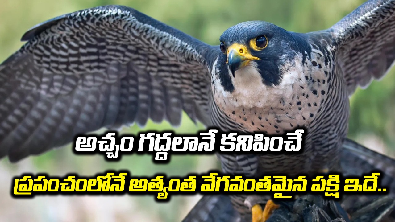 Peregrine falcon: గద్దను సైతం భయపెట్టే పెరెగ్రైన్ ఫాల్కన్ పక్షి గురించి తెలుసా..!!