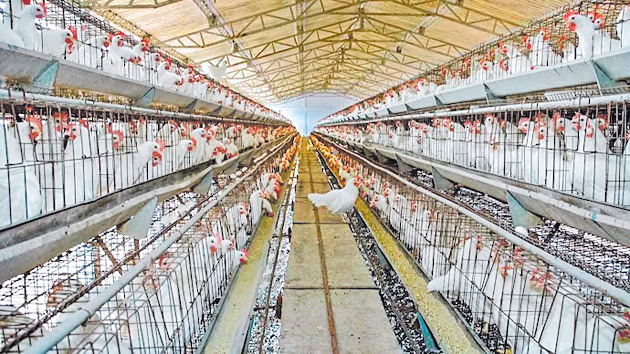 poultry  : తగ్గిన మొక్కజొన్న, సోయా ధర పెరగనున్న పౌలీ్ట్ర సంస్థల ఆదాయం 