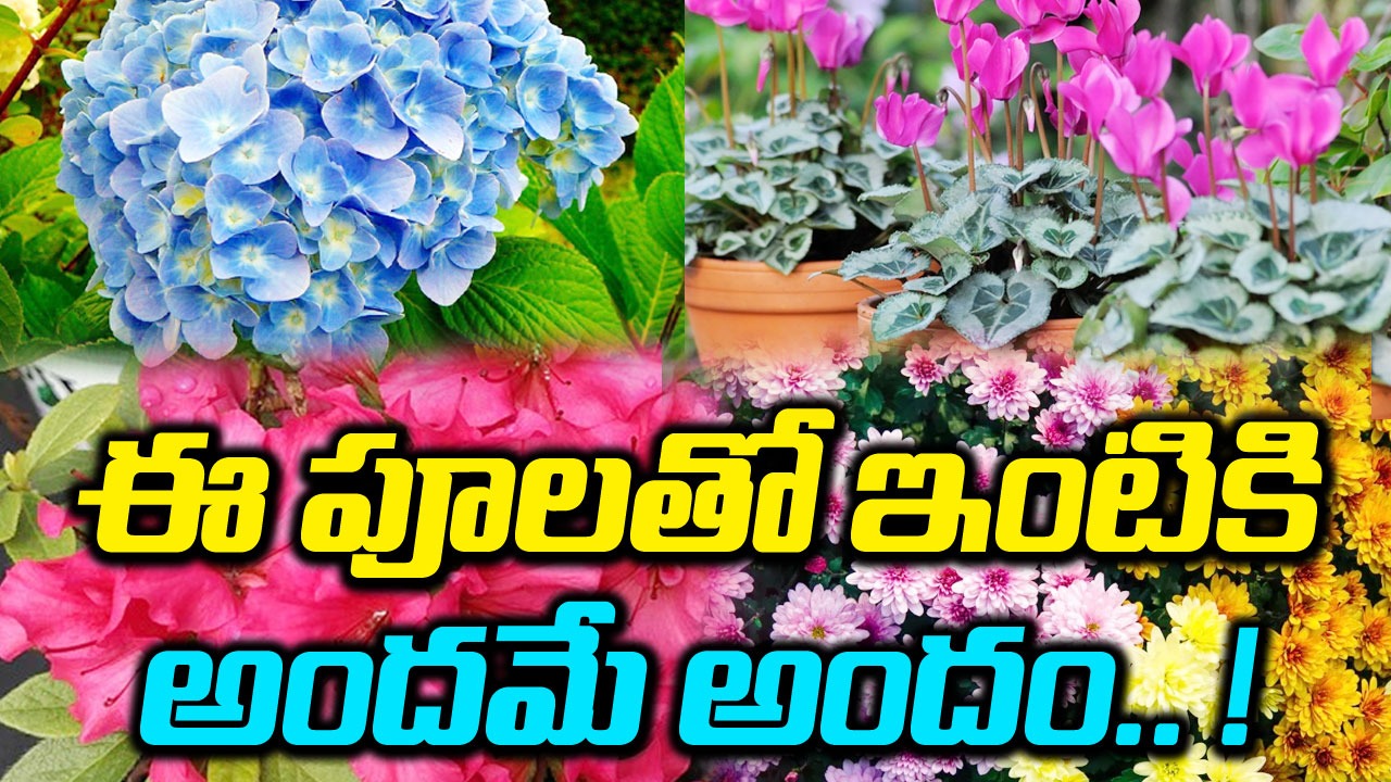 Showy Flowers : శీతాకాలంలో ఇంటి సొగసు పెంచే అందమైన పూలు వాటిలోని రకాలు..!