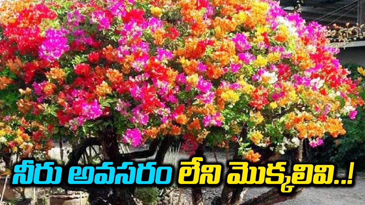 Plants : నీరు అవసరం లేని మొక్కల గురించి తెలుసా.. వీటిని పెంచడం ఎంత తేలికంటే..!