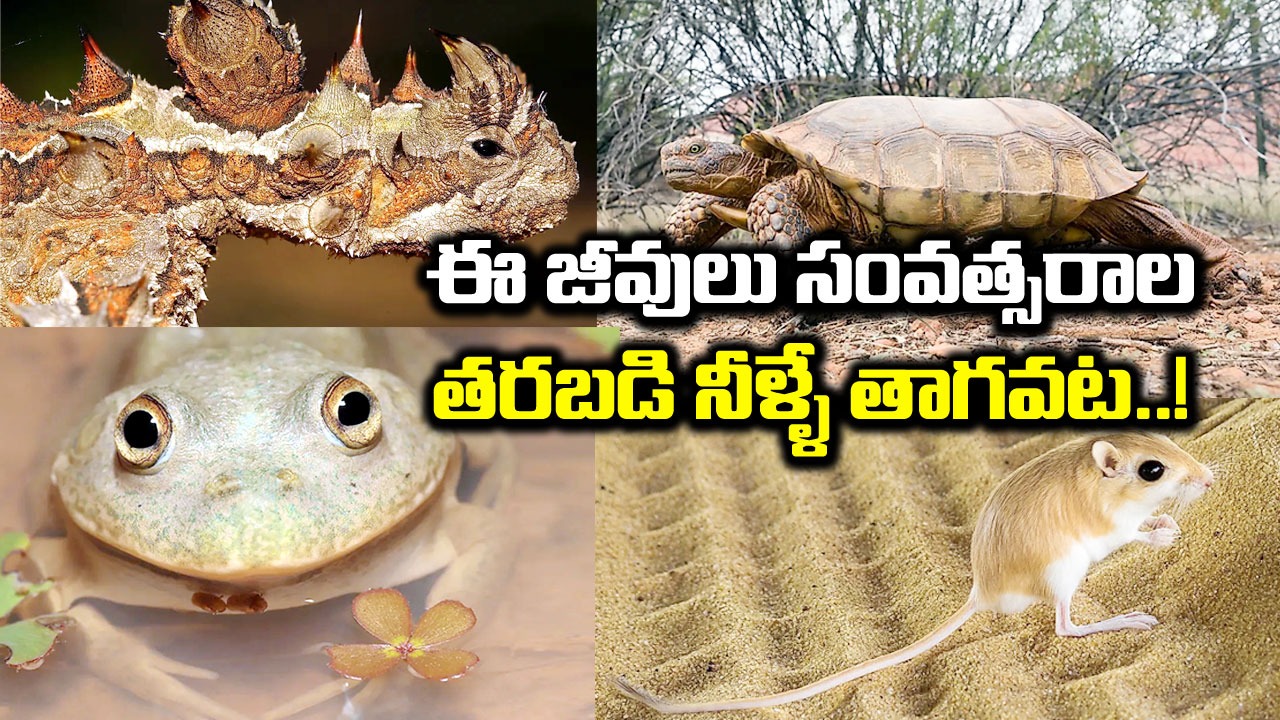 Animals: నీరు లేకుండా ఎక్కువ సమయం బతికే జీవుల గురించి తెలుసా..!