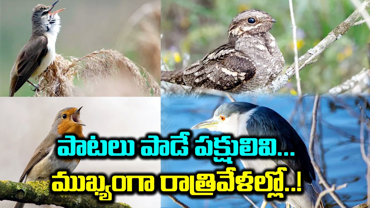 Birds Sing At Night: ఈ పక్షులు రాత్రిపూట పాటలు పాడుకుంటాయ్..!