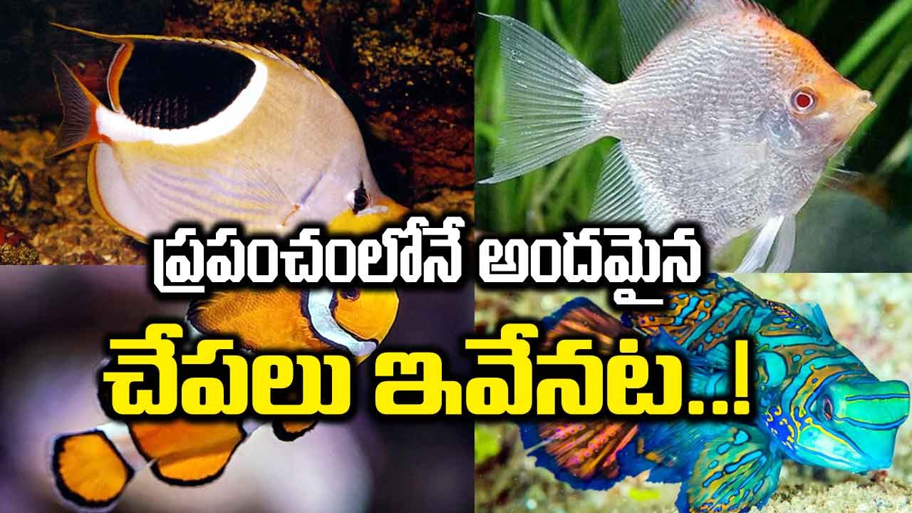 Fishes : ప్రపంచంలోని 5 అందమైన చేపలు ఏవో తెలుసా..!