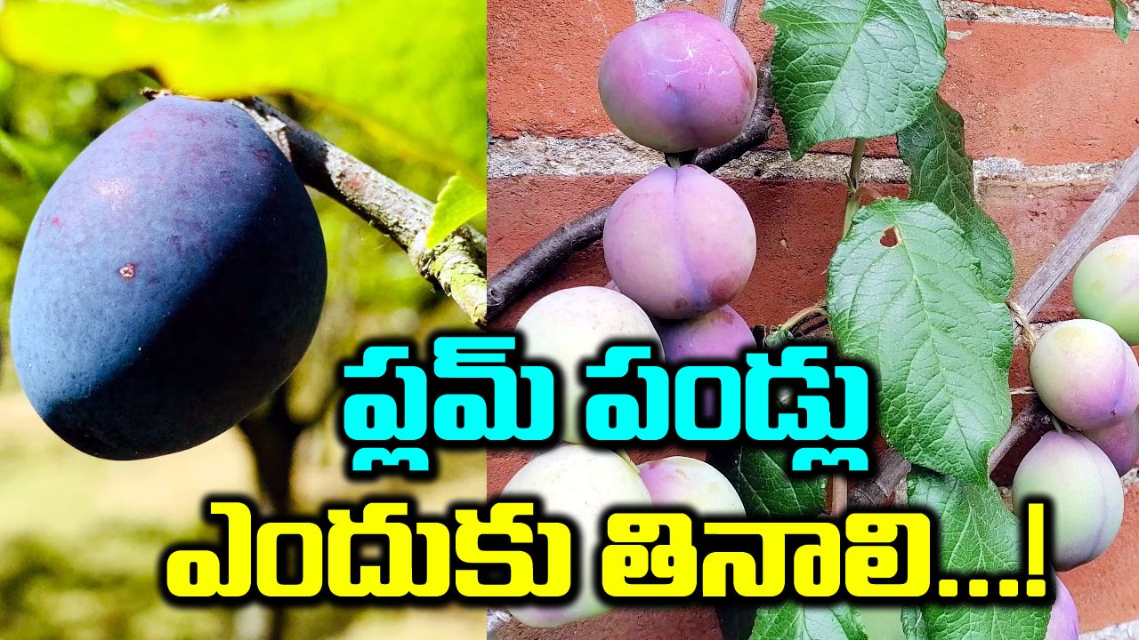 Health Benefits : గర్భధారణ సమయంలో రక్తపోటు స్థాయిలు తగ్గితే.. ప్లమ్ పండ్లు తింటే చాలట..!