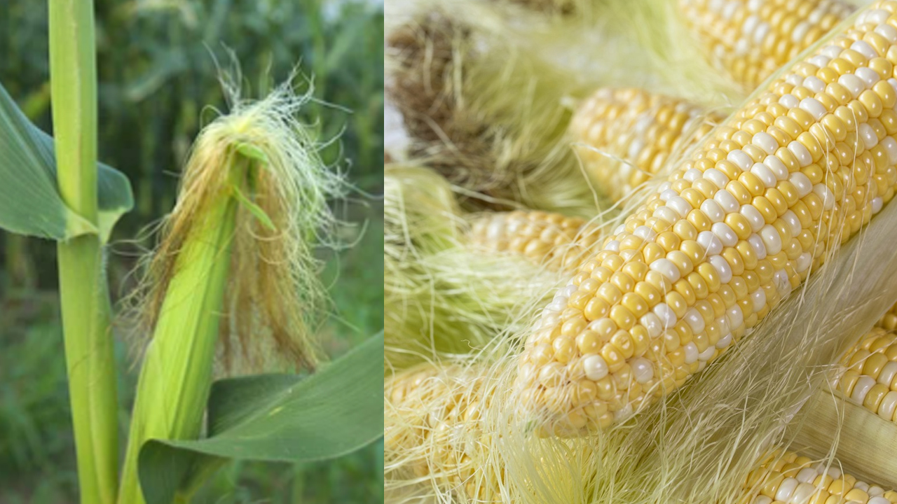 Benefits of Corn Silk: మొక్కజొన్న పట్టును పడేస్తున్నారా? ప్రయోజనాలు తెలిస్తే వావ్ అనాల్సిందే..!