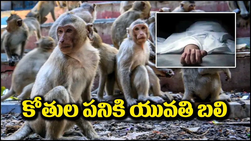 UP Monkeys: పాపం.. కోతులు చేసిన పనికి ఓ యువతి మృతి.. అసలేమైందంటే?