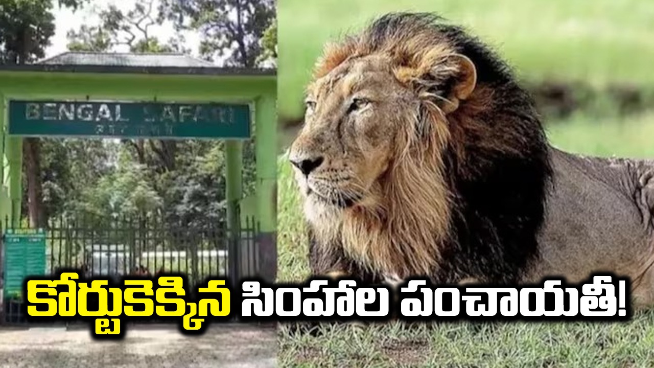 Lioness Sita with Akbar: మగసింహం అక్బర్‌తో ఆడసింహం సీత... కోర్టుకెళ్లిన వీహెచ్‌పీ