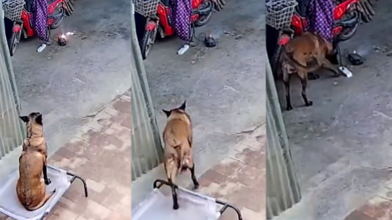Dog Viral Video: ఈ కుక్క స్మార్ట్‌నెస్ చూస్తే అవాక్కవ్వాల్సిందే.. పెద్ద పేలుడును ఎలా ఆపేసిందంటే.. 