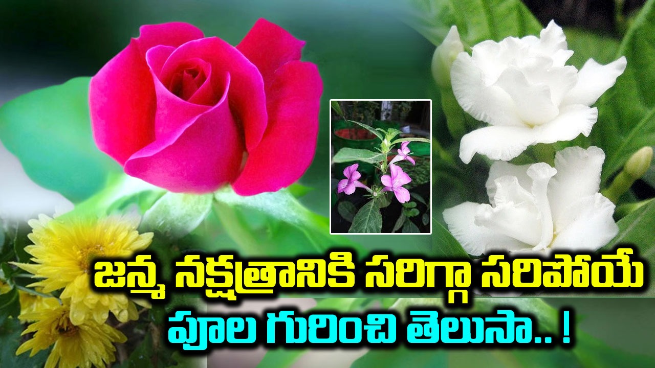 Birthday Month : నెల ఆధారంగా ప్రతి నెలను సూచించే పుష్పం ఏంటో తెలుసా..!