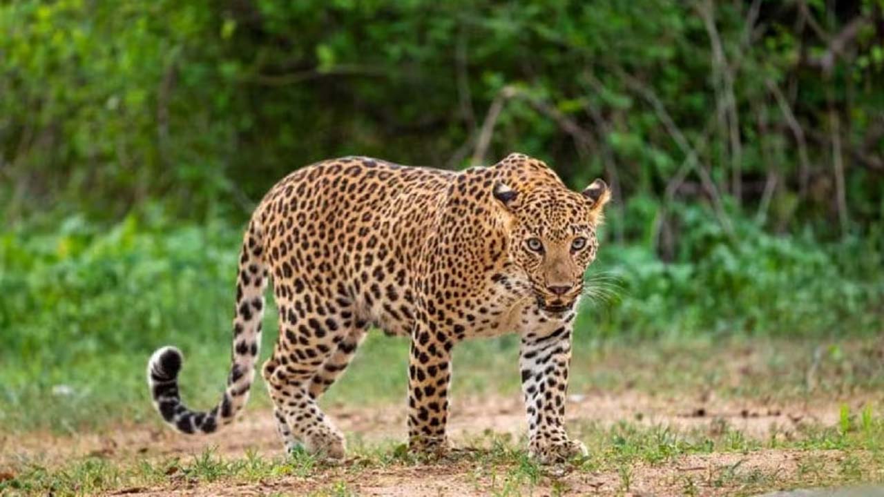 Cheetah: వామ్మో.. ఆలయ రహదారిలో చిరుత సంచారం.. భక్తుల్లో భయాందోళన