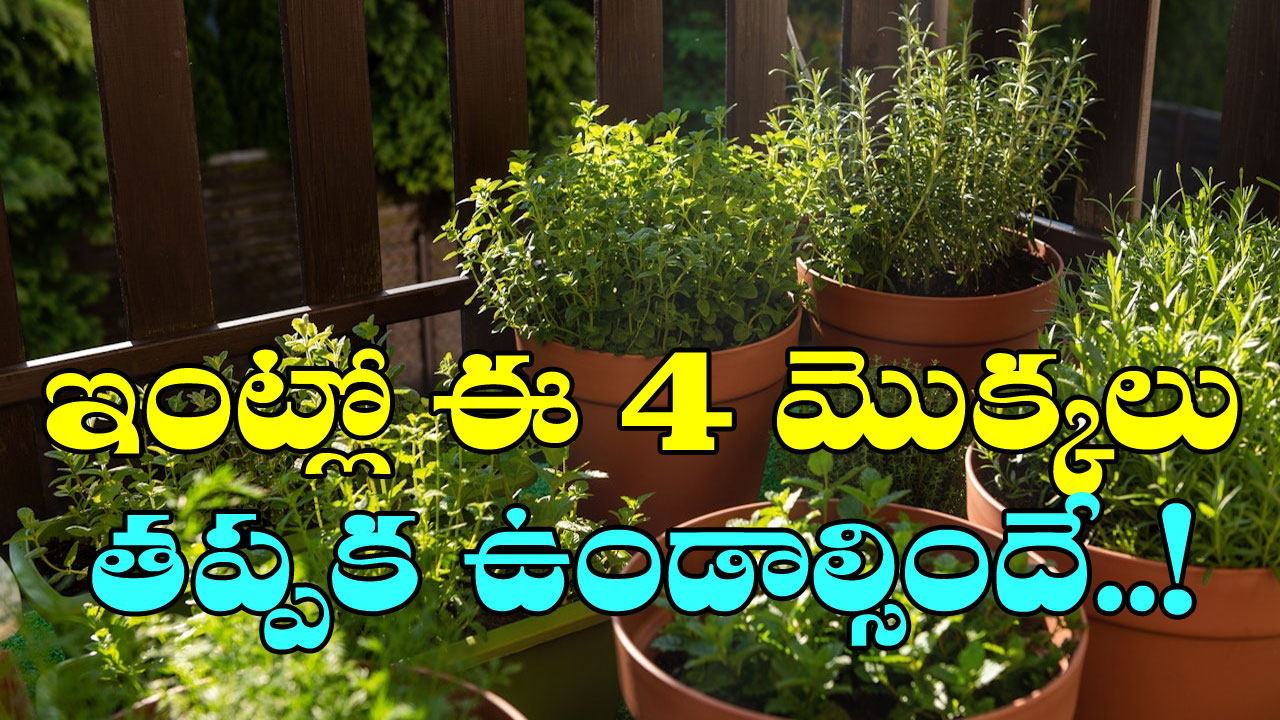 Health Tips:  ఈ 4 మొక్కలను ఇంట్లో పెంచుకుంటే చాలు.. ఎన్ని లాభాలుంటాయంటే..!