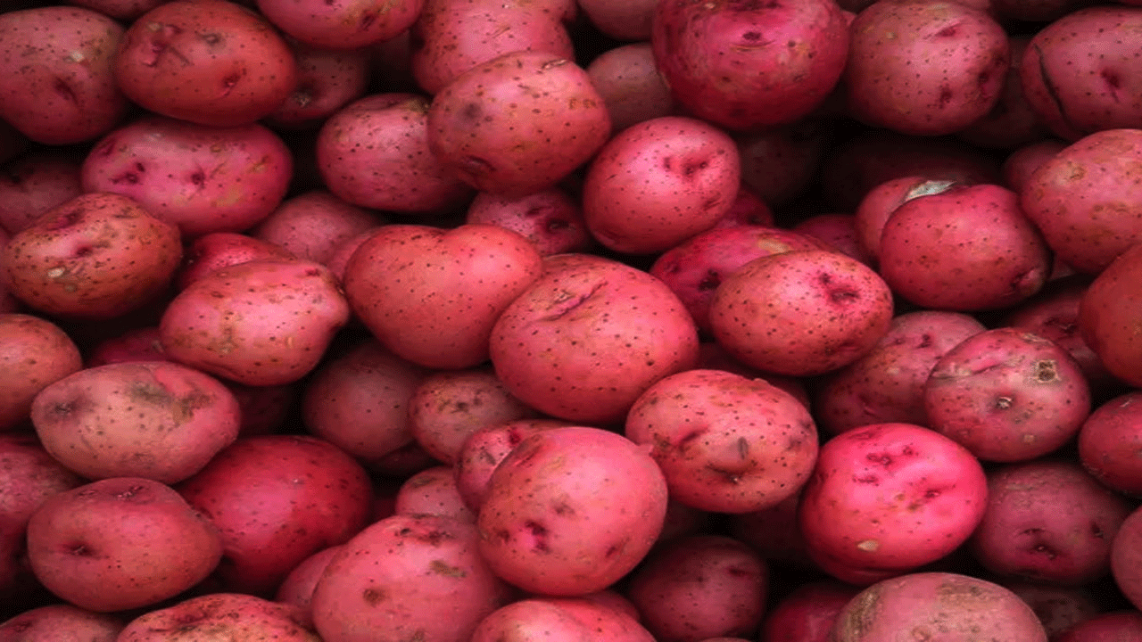 Red Potatoes : ఎర్ర బంగాళ దుంపలు ఎప్పుడైనా తిన్నారా..! వీటిని తింటే ..!
