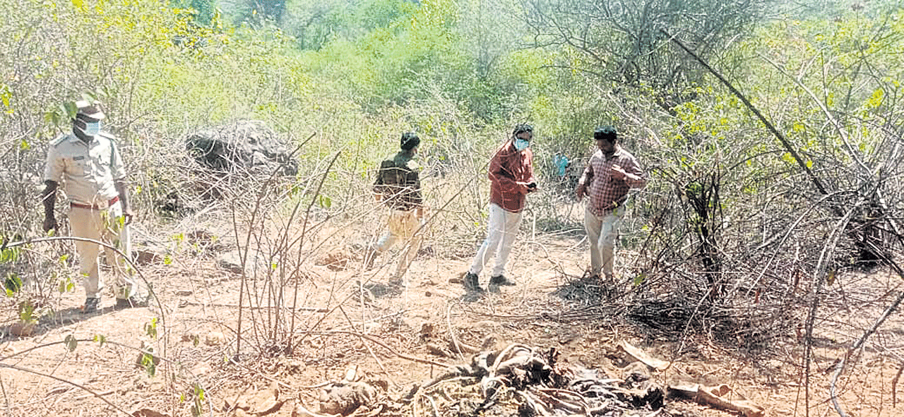 గున్న ఏనుగు మృతి