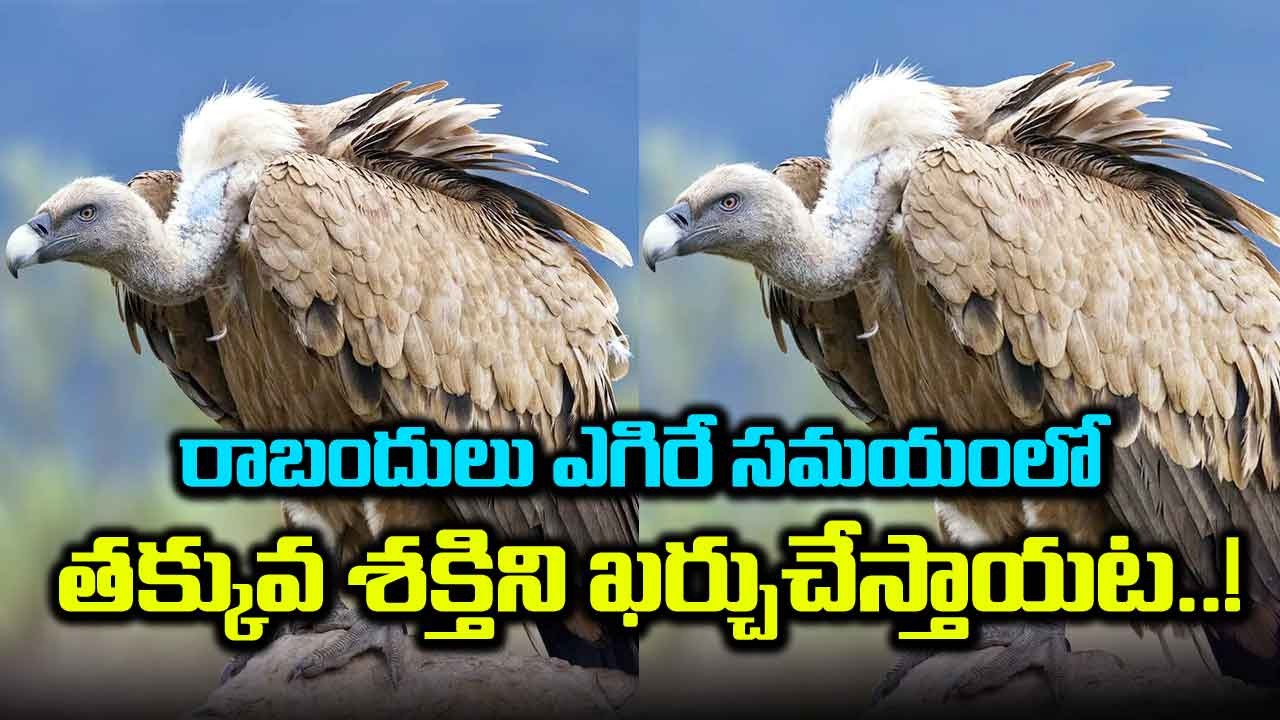 Vultures : రాబందులు గురించి ఆశ్చర్యకరమైన విషయాలు ఇవి..!