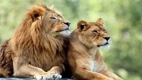 Lions Day Awareness: సింహాల గురించి మీకు ఈ విషయాలు తెలుసా..?