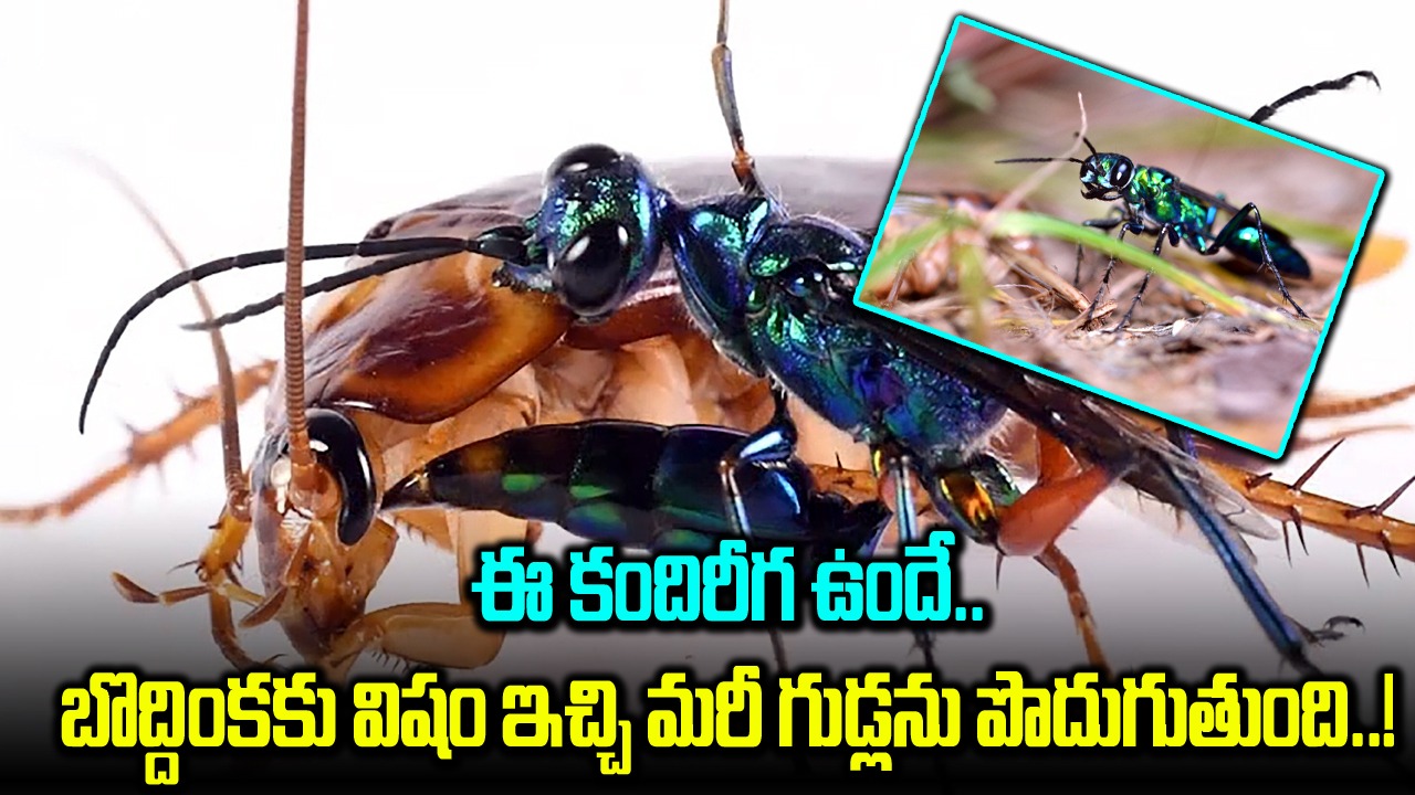 Emerald Cockroach Wasp : బొద్దింక కందిరీగ గురించి తెలుసా.. ఇది గుడ్లను పెట్టే రూటే సపరేటు..!