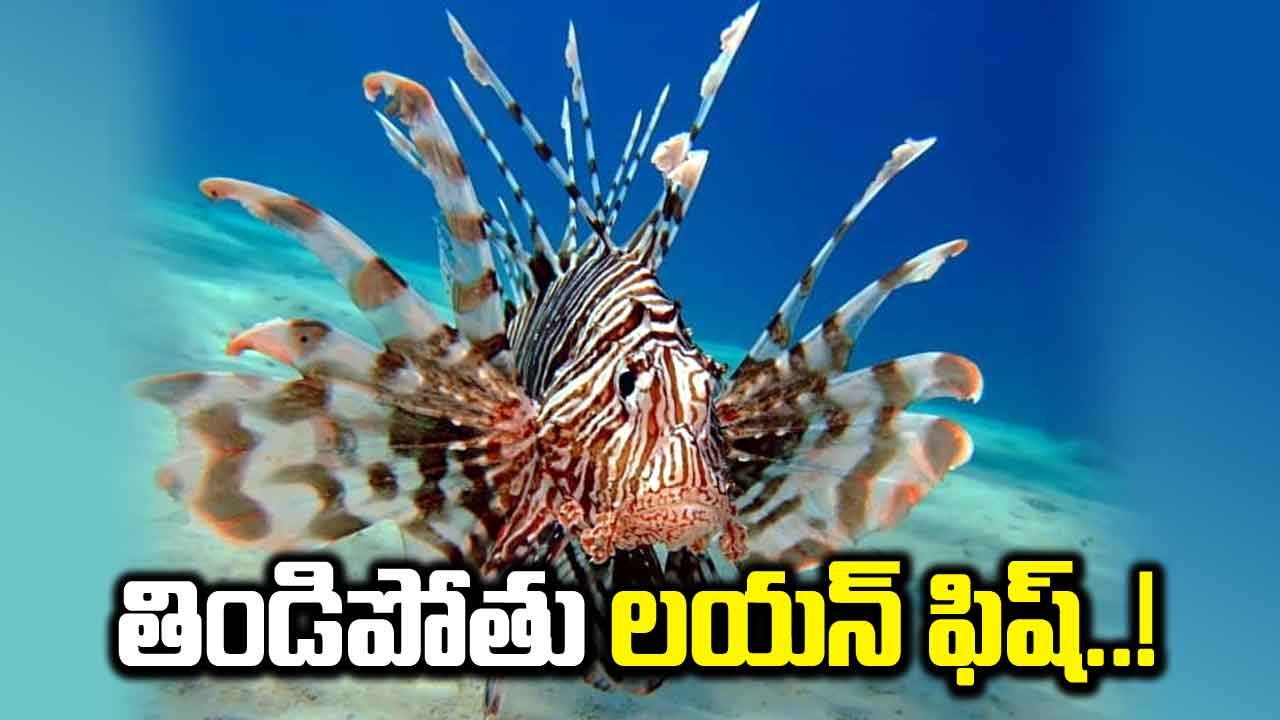  Lionfish Facts : ఈ సింహం చేప 18 వెన్నుముకలతో విషాన్ని నింపుకుని ముళ్ళతో భయపెడుతుంది...!
