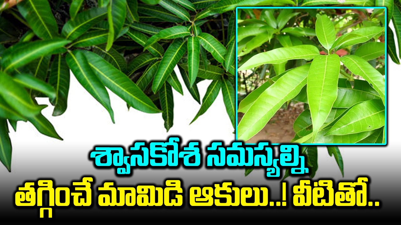 Mango Leaves : మామిడాకుల్ని ప్రతిరోజూ తీసుకుంటే ఇన్ని ప్రయోజనాలా..!