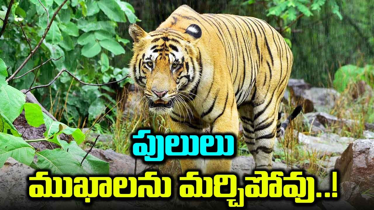 Bengal Tiger : టైగర్ని ప్రపంచంలోని గంభీరమైన జీవులలో ఒకటిగా ఎందుకు పిలుస్తారో తెలుసా..!