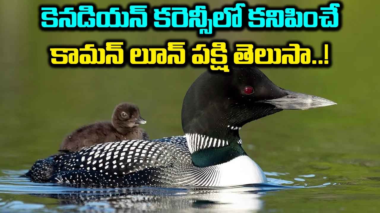 Common Loons : నీటి అడుగున నిమిషం పాటు ఈదగలిగే పక్షి.. కామన్ లూన్ మిన్నె సోటా రాష్ట్ర పక్షి..!