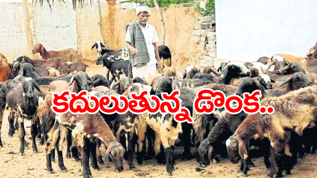 Sheep Distribution Scam:  గొర్రెల పంపిణీ కేసులో మరో ట్విస్ట్