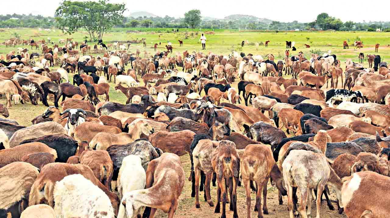 Sheep scheme: ఆ స్కామ్‌లో రాజకీయ నేత పాత్రమై ఏసీబీ వద్ద సమాచారం!