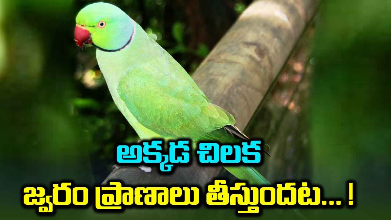 Parrot Fever: ఈ పిట్టకోసిస్ వ్యాధికి చిలకలే కారణమా..? దీని లక్షణాలు ఏమిటంటే..!