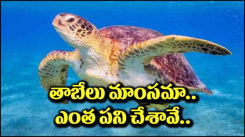 Turtle Meat: రుచికరంగా ఉందని తాబేలు మాంసం తిన్నారు.. తీరా చూస్తే మైండ్ బ్లాక్ అయ్యే ట్విస్ట్