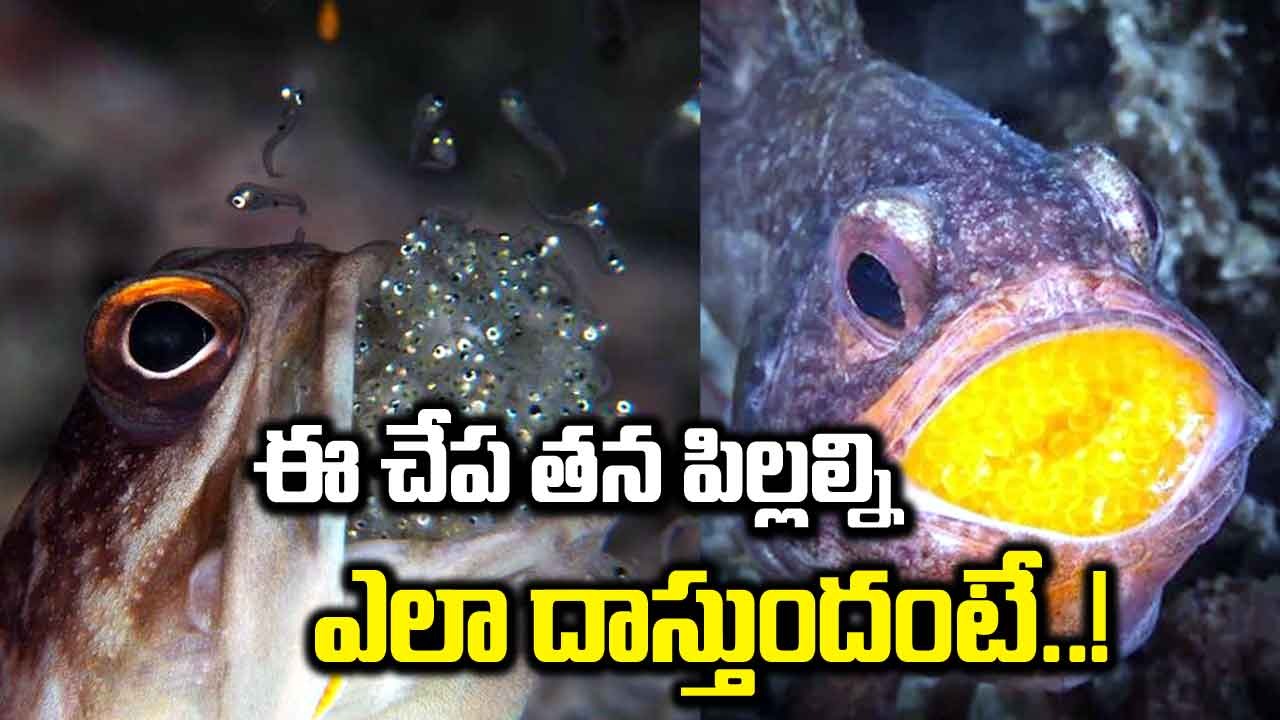 Scientific Fish : ఈ చేప పిల్లల్ని తన నోటిలో ఎందుకు దాస్తుందో తెలుసా...!