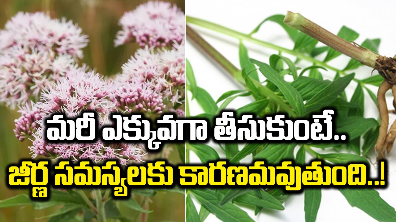 Valerian Root: వలేరియన్ రూట్ ప్రయోజనాలు, ఇది ఎలా పనిచేస్తుంది.. దీనితో కలిగే సైడ్ ఎఫెక్ట్స్..ఏంటంటే