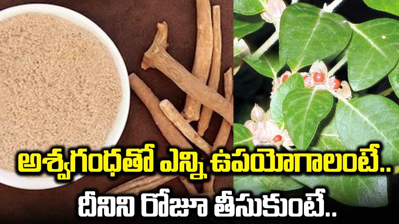 Ashwagandha : అశ్వగంధ గురించి తెలుసా... ఒత్తిడిని తగ్గించడంలో దీనికి సాటి మరేదీ లేదు..!