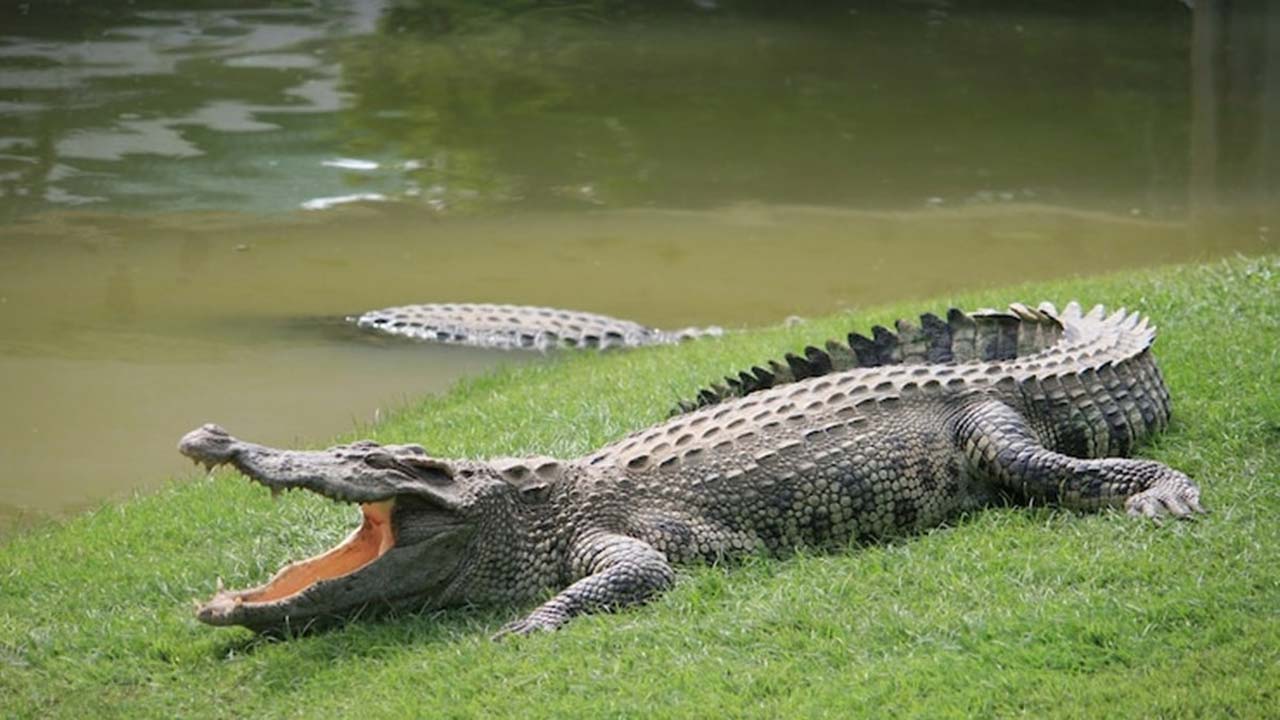 Crocodile: వామ్మో.. మొసలి రోడ్డుపైనే సంచారిస్తోందిగా...