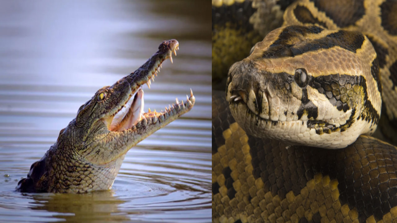 Python Vs Crocodile: మొసలి vs కొండచిలువ.. రెండింటిలో ఏది బలమైనది ...